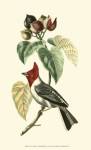 Cuvier Exotic Birds VI by Baron Cuvier Georges