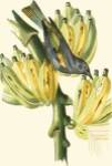 Cuvier Exotic Birds VII by Baron Cuvier Georges