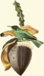 Cuvier Exotic Birds VIII by Baron Cuvier Georges
