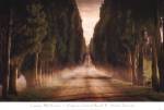 Cypress Lined Road II, Siena Tuscany by Jimmy Williams