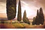 Cypress Road, Siena by Jimmy Williams