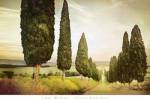 Cypress Road, Siena by Jimmy Williams