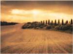 Cypress Study - Tuscany by Jamie Cook