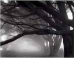 Cypresses, Skyline Drive, South San Francisco, 1996 by Mark Citret