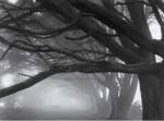 Cypresses, Skyline Drive, South San Francisco, 1996 by Mark Citret