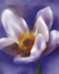 Daffodil Study by Anthony Morrow