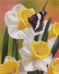 Daffodils & Butterfly by William Vanderdasson