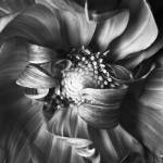 Dahlia 1 by Michael Harrison