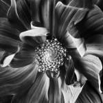 Dahlia 3 by Michael Harrison