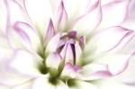 Dahlia by Dawn Leblanc