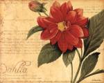 Dahlia by Dee Dee