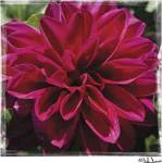 Dahlia Delight by John Jones