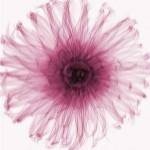 Dahlia (Raspberry) by Steven N. Meyers