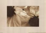 Daisies I by Judy Silverstein