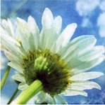 Daisies I by Ingrid Blixt