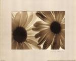Daisies II by Judy Silverstein