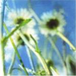 Daisies II by Ingrid Blixt
