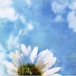 Daisies III by Ingrid Blixt