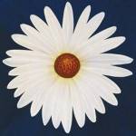 Daisy 123 - 2004 by Claire Davies