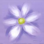 Daisy by Anthony Morrow