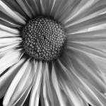 Daisy by Michael Harrison