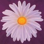 Daisy 9-3 by Claire Davies
