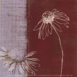 Daisy Sketch II by Tandi Venter
