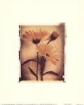 Daisy Study II by Dick and Diane Stefanich