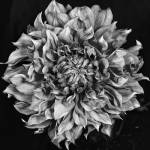 Dalia 2 Phaseone Stack Bw by Moises Levy
