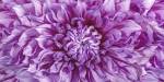 Dalia 4 Wet Color Cuadrada by Moises Levy