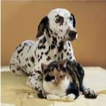 Dalmatian and Cat