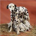 Dalmatians