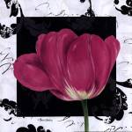 Damask Tulip II by Pamela Gladding