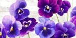 Dance of Pansies by Jenny Thomlinson