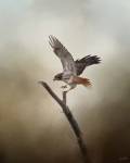 Dance Of The Redtail by Jai Johnson