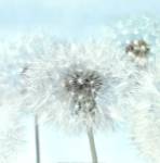 Dandelion I by Kevin Twomey