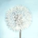 Dandelion II by Kevin Twomey