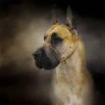 Dashing Great Dane by Jai Johnson
