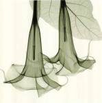 Datura by Steven N. Meyers