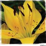 Day Lily Dance by John Jones