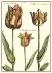 De Passe Tulipa I by Crispin Van Der Passe