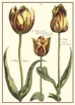 De Passe Tulipa II by Crispin Van Der Passe