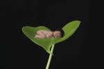 Dean Lisa Baby On Leaf by Tanya Hovey
