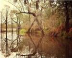 Deep South I by Irene Suchocki