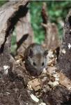 Deer Mouse