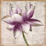Defined Lotus I by Patricia Pinto