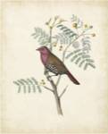 Delicate Birds II