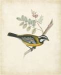 Delicate Birds V