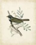 Delicate Birds VI