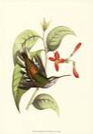 Delicate Hummingbird by Vision Studios